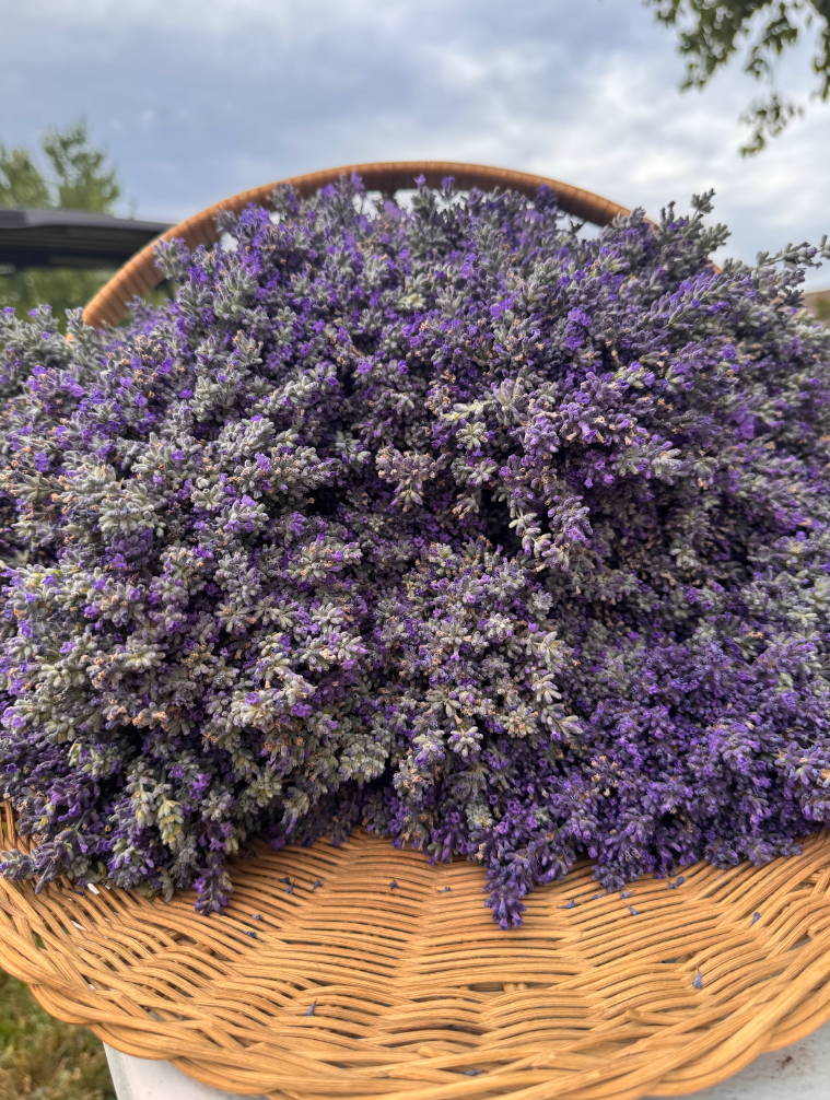 Hand-Dried Lavender Buds in Organza Bag | Farm Grown in Pennsylvania