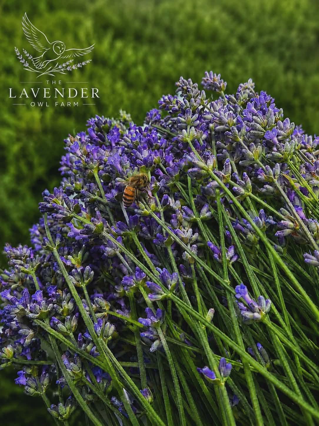 Dried Lavender Vera Bundle | Hand Harvested at The Lavender Owl Farm