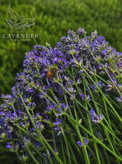 Dried Lavender Vera Bundle | Hand Harvested at The Lavender Owl Farm