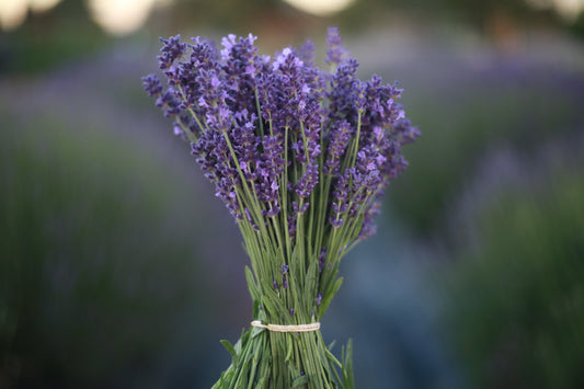 Fresh Cut Lavender Vera Bundle | Hand Harvested at The Lavender Owl Farm
