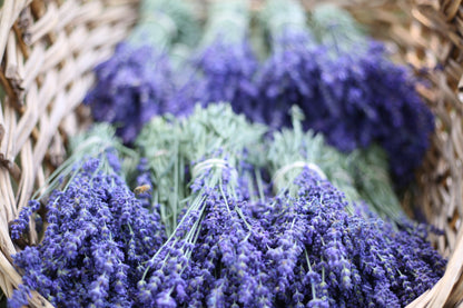 Fresh-Cut Lavender Vera Small Bundle (15-20 stems) *PRE-ORDER*