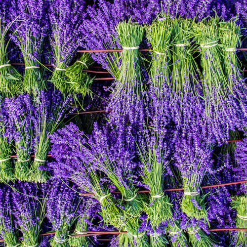 Fresh-Cut Lavender Vera Small Bundle (15-20 stems) *PRE-ORDER*