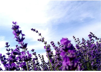 Natural Dried Lavender Sachets 10 Pc