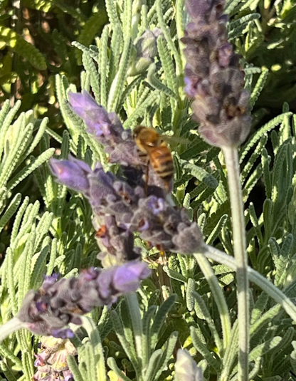 Fresh-Cut Lavender Vera Small Bundle (15-20 stems) *PRE-ORDER*