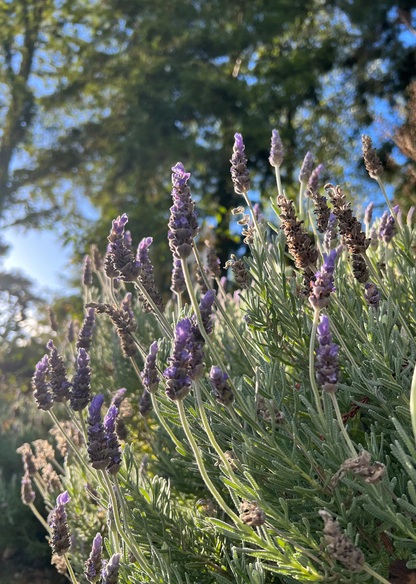 Fresh-Cut Lavender Vera Small Bundle (15-20 stems) *PRE-ORDER*