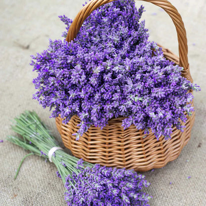 Fresh-Cut Lavender Vera Small Bundle (15-20 stems) *PRE-ORDER*