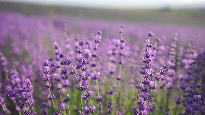 Lavender Relaxation Bundle | Sleep Spray, Epsom Salt & Lip Balm