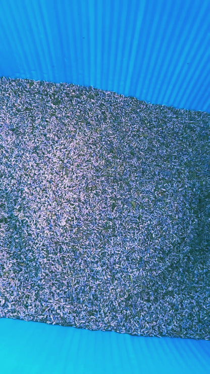 Hand-Dried Lavender Buds in Organza Bag | Farm Grown in Pennsylvania
