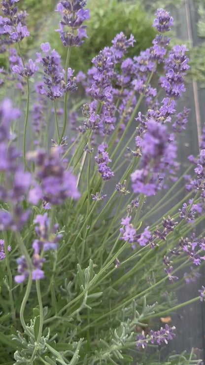 Dried Lavender Vera Bundle | Hand Harvested at The Lavender Owl Farm