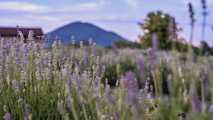 Lavender Essential Oil 10ml | Pure Lavender Oil for Aromatherapy, Diffusers & DIY