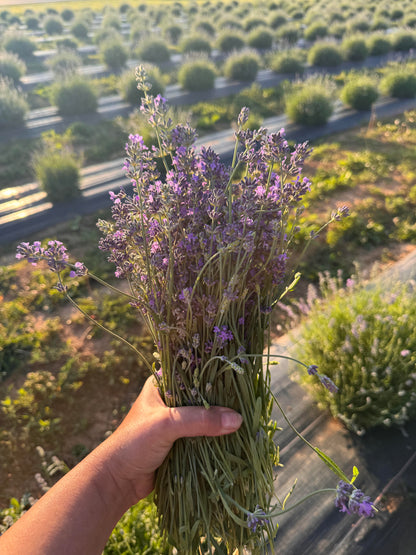 Dried Lavender Vera Bundle | Hand Harvested at The Lavender Owl Farm